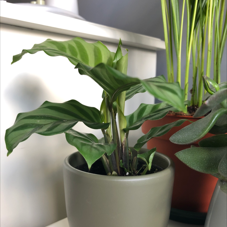 Rose Calathea plant photo by Hannah named Harry on Greg, the plant care app.
