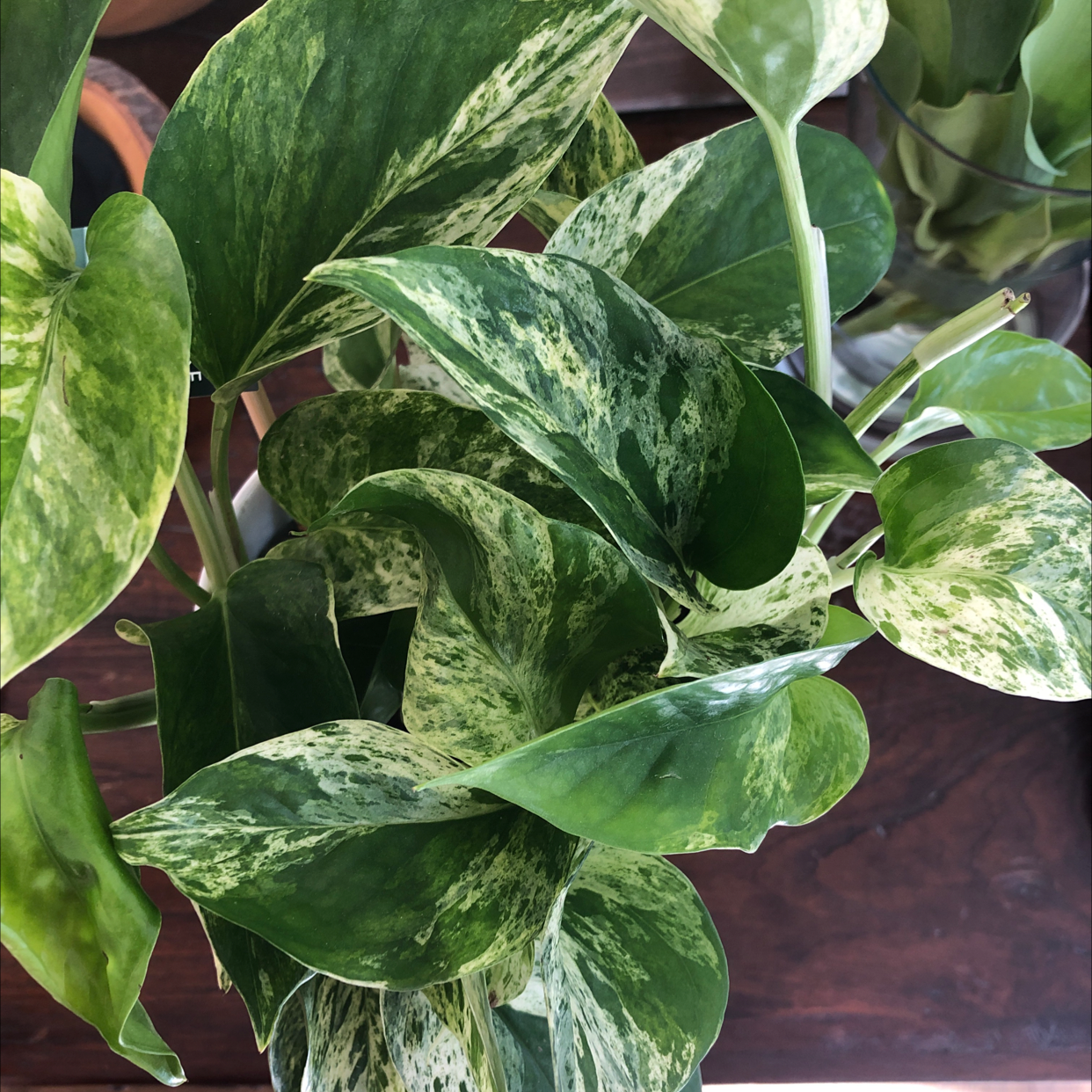 Marble Queen Pothos plant photo by @livschneider4 named Lovely on Greg, the plant care app.