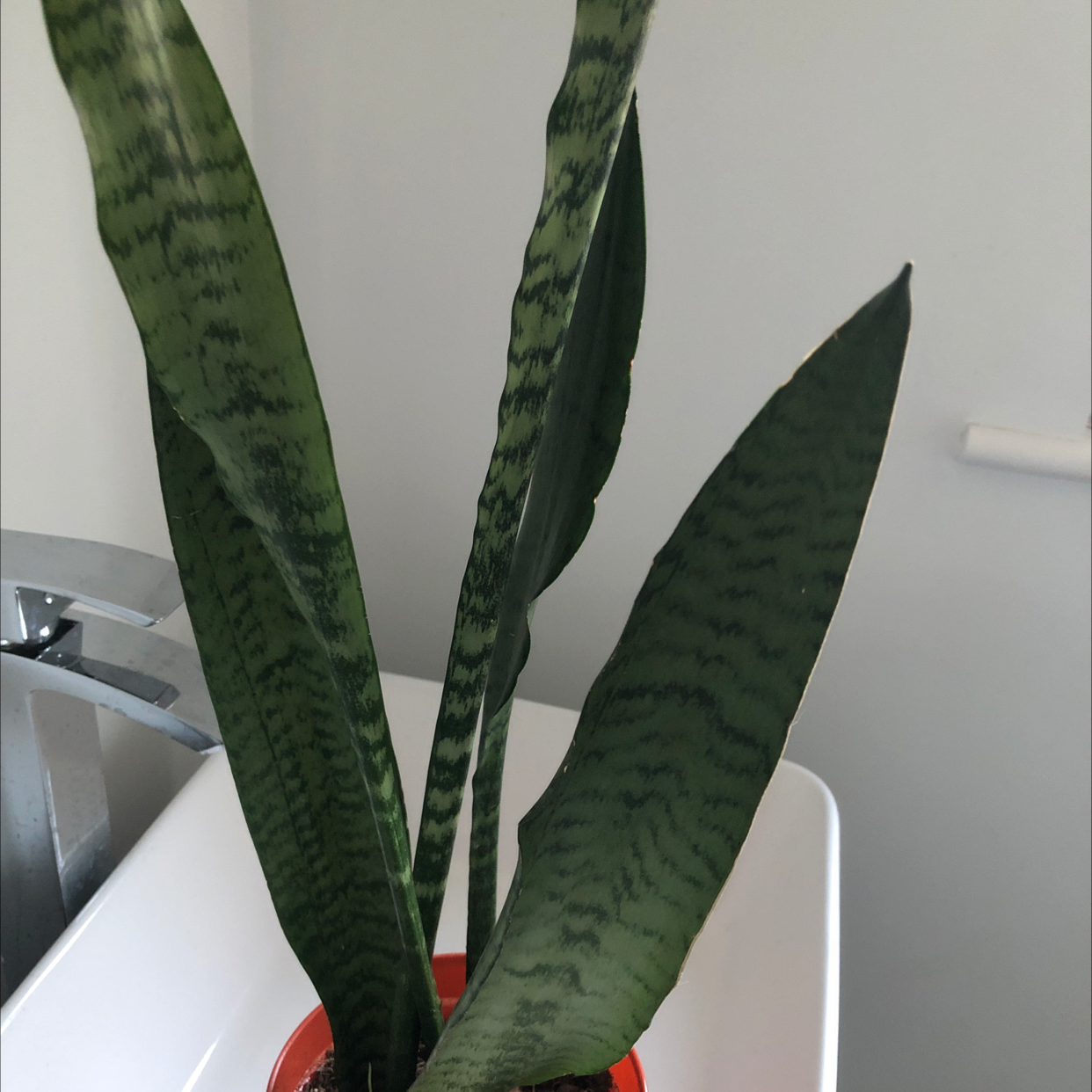 Snake Plant plant photo by @livschneider4 named Snakies on Greg, the plant care app.