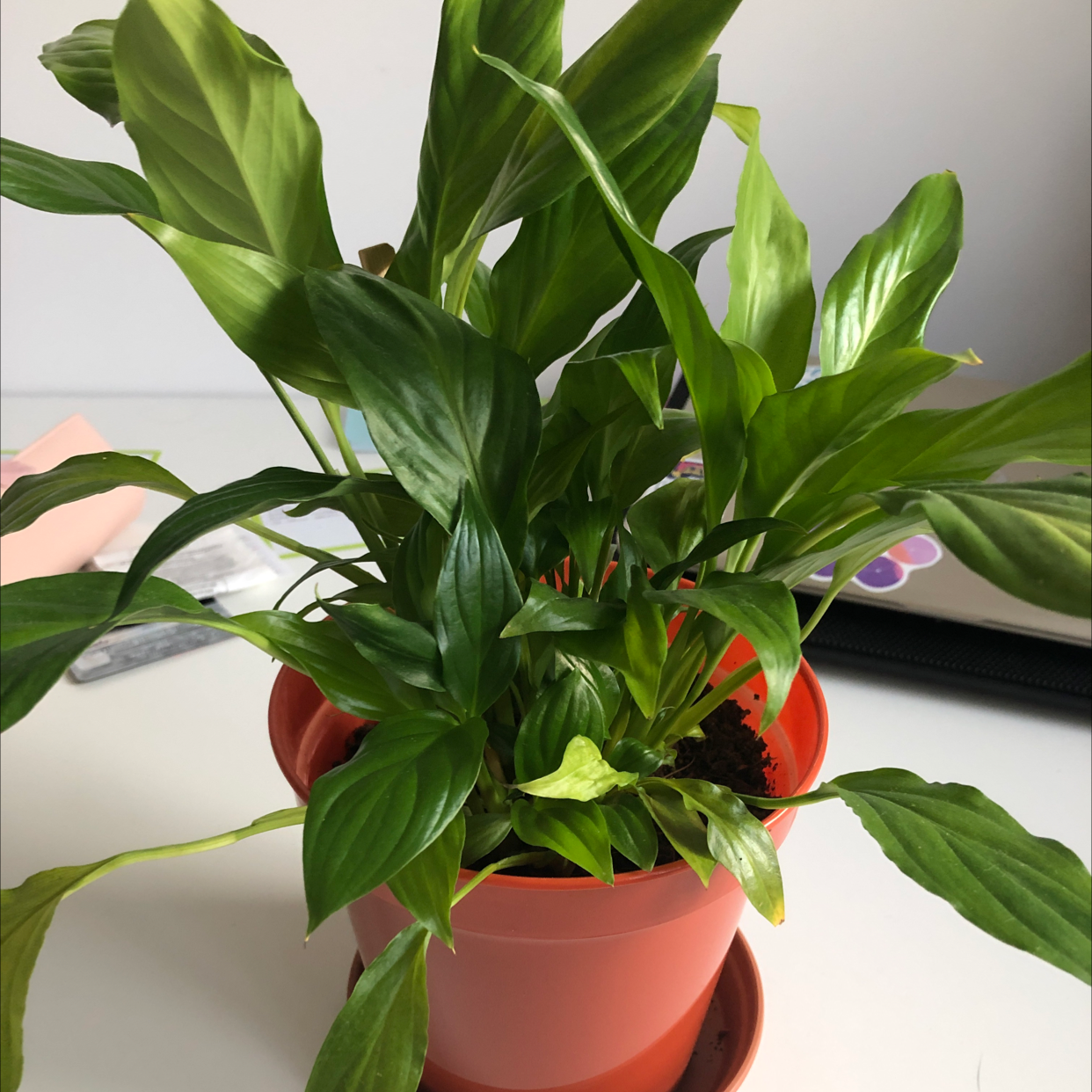 Peace Lily plant photo by @livschneider4 named Hateful Lily on Greg, the plant care app.