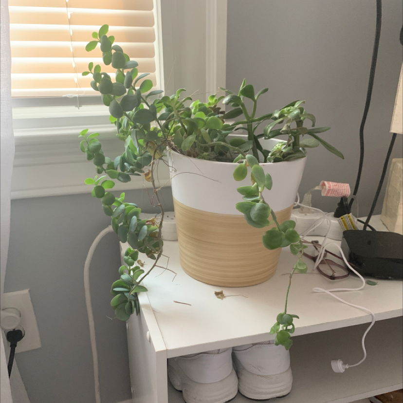 Potted Succulent Bush Senecio on a white shelf, healthy green leaves, well-framed.