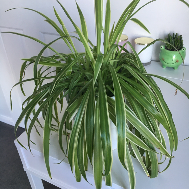 Spider Plant plant photo by @paisley named spider on Greg, the plant care app.