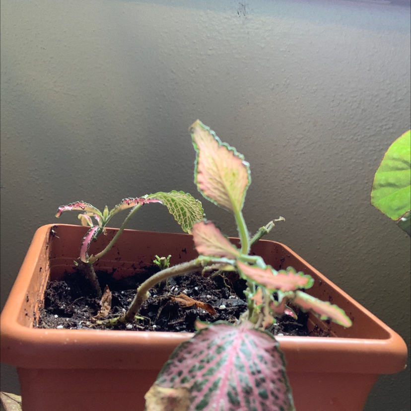 Nerve Plant plant photo by @kykysgotbugs named The Weakest Link on Greg, the plant care app.