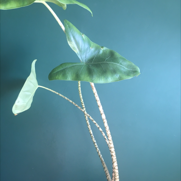 Zebra Elephant Ear plant with large green leaves and striped stems against a blue background.