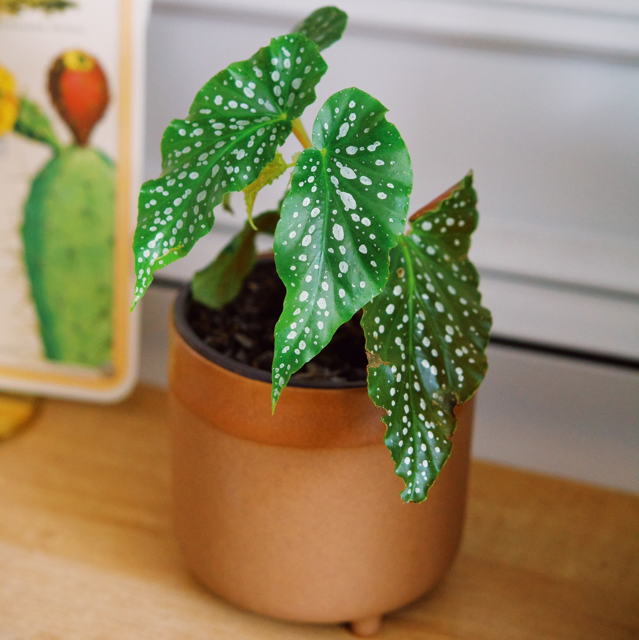 Photo of the plant species Polka Dot Begonia by Tiffany named Dottie on Greg, the plant care app