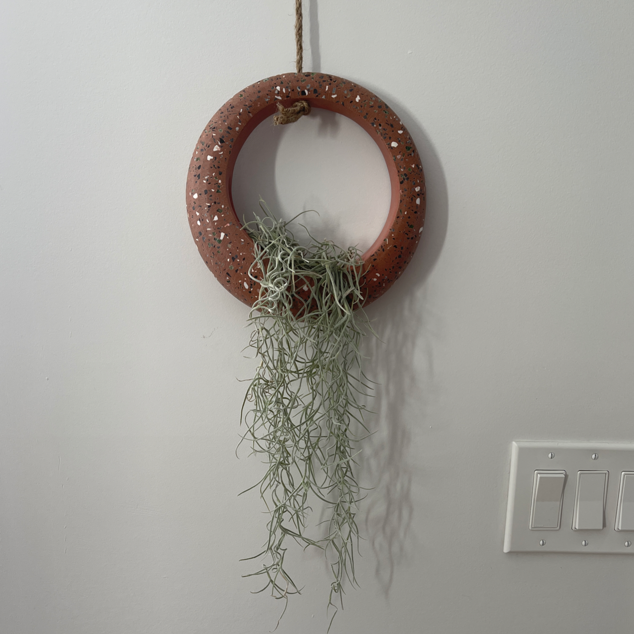 Spanish Moss hanging from a circular terracotta holder on a plain wall.