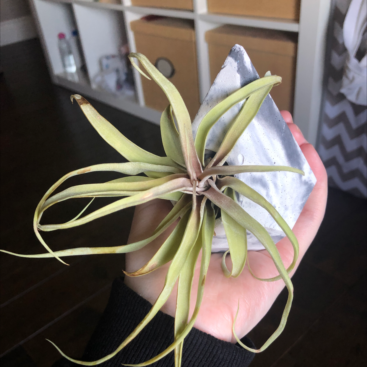 Medusa Head Air Plant plant photo by @avaavarsava named Denali on Greg, the plant care app.