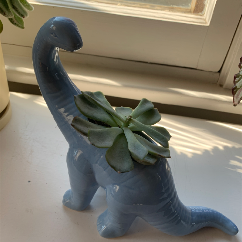 Echeveria 'Orion' succulent in a dinosaur-shaped pot on a windowsill.