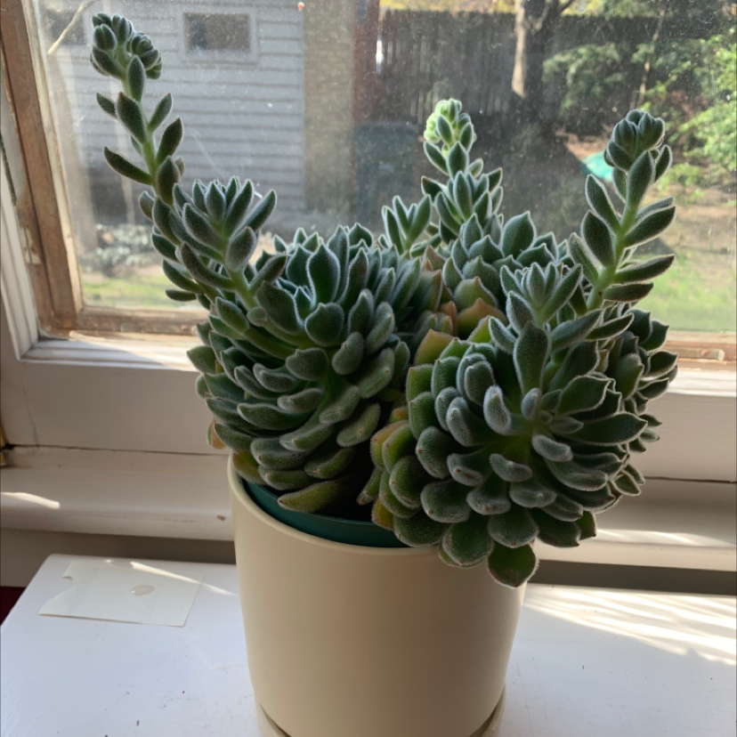Healthy Mexican Firecracker succulent in a pot near a window.