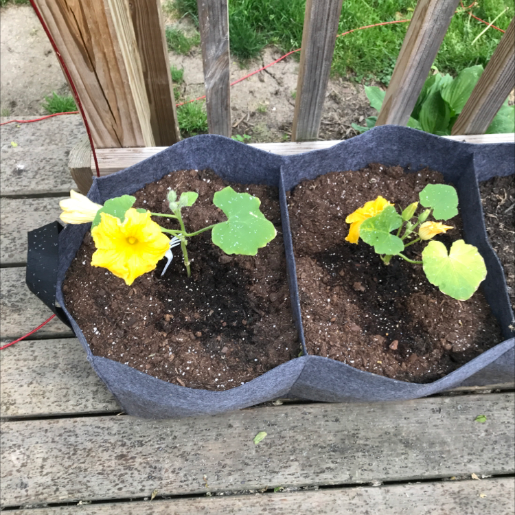 Garden Nasturtium plants in a fabric planter with yellow flowers and some yellowing and browning leaves.