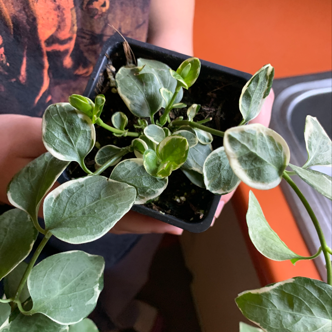 Why Are My Greater Periwinkle Leaves Curling?