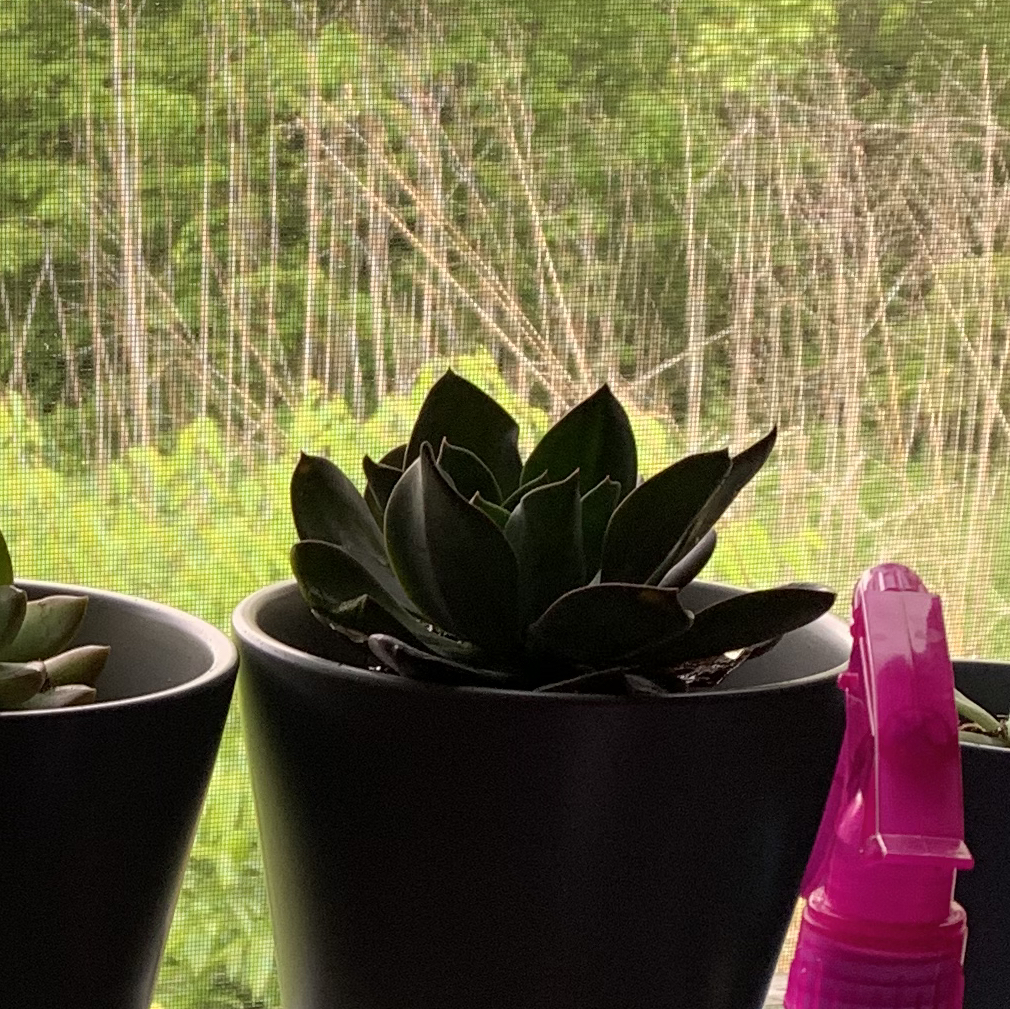 Echeveria 'Black Prince' succulent in a black pot with a pink spray bottle nearby.