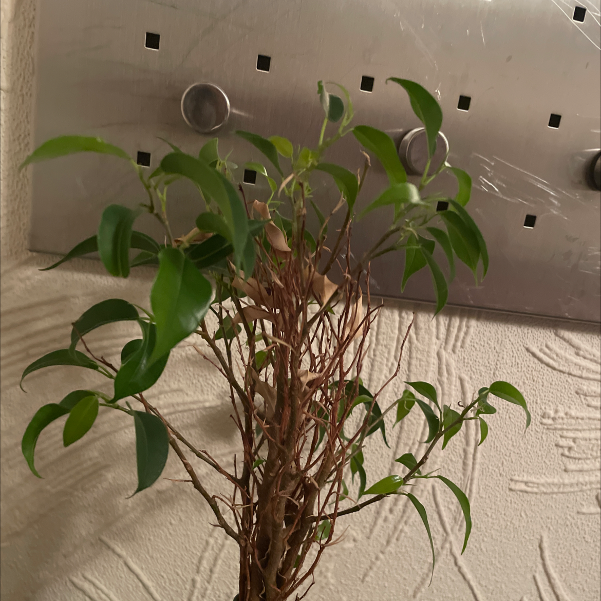 Weeping Fig plant photo by @Gerg named Beans on Greg, the plant care app.