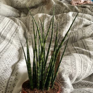 Cylindrical Snake Plant plant in Cheadle Hulme, England