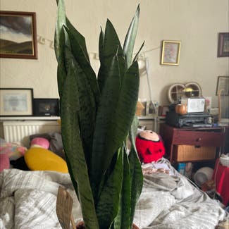 Snake Plant plant in Cheadle Hulme, England