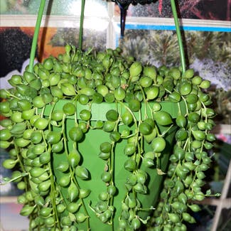 String of Pearls plant in Cheadle Hulme, England