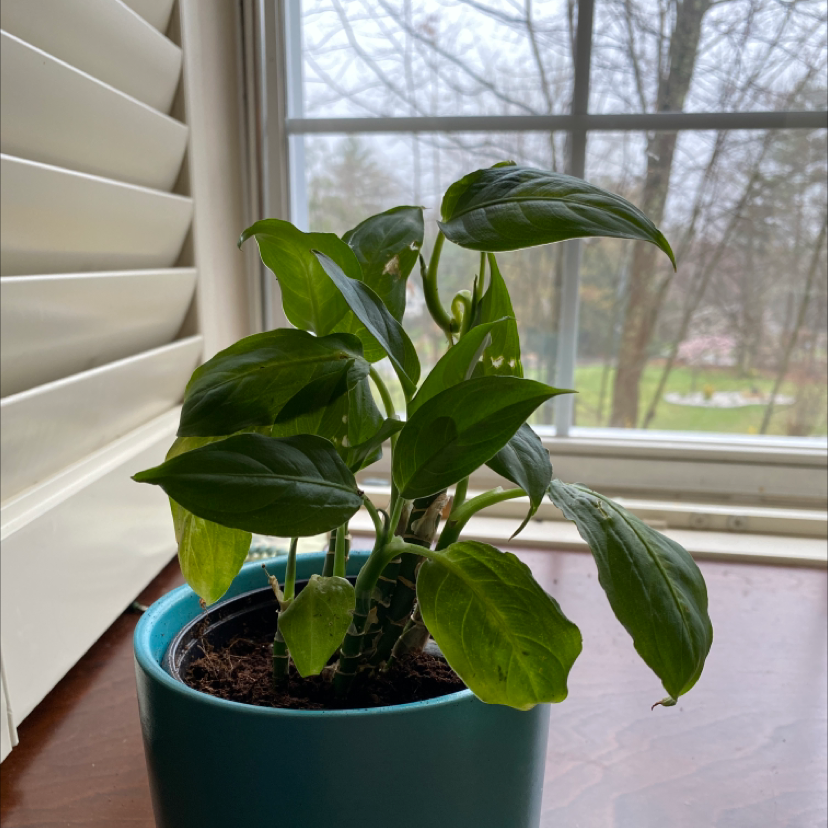 Dieffenbachia 'Compacta' plant in a blue pot near a window with some yellowing leaves.