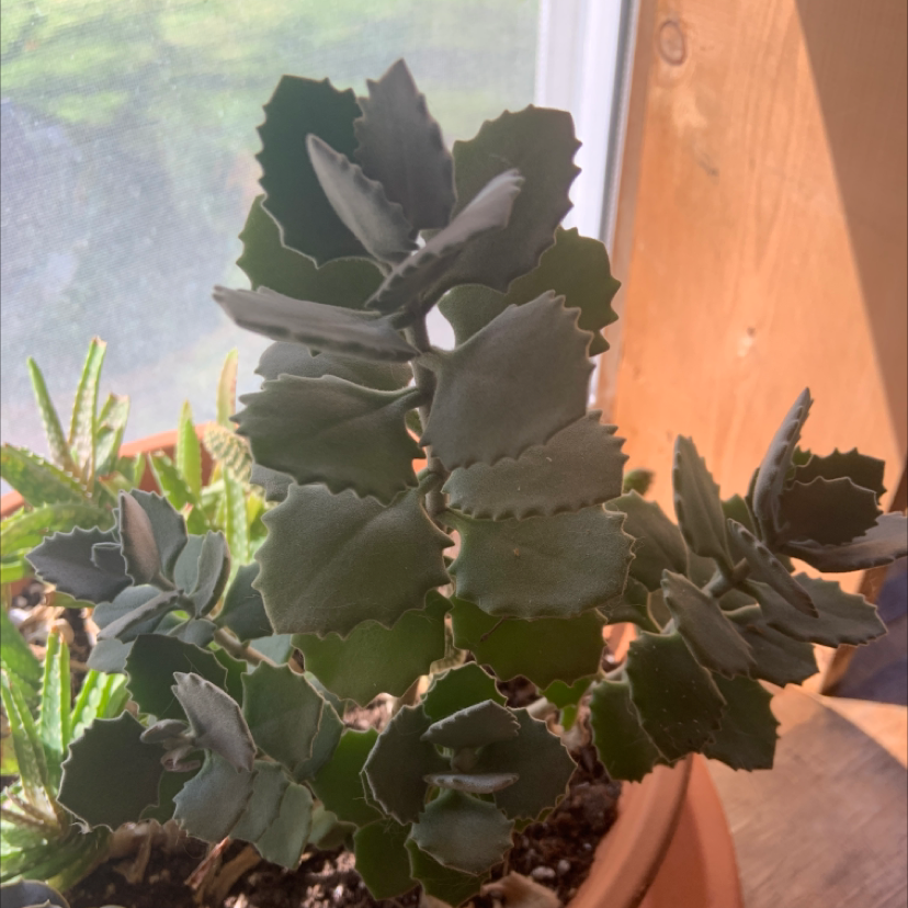 Photo of the plant species Felt Bush by Sarah named Dax on Greg, the plant care app