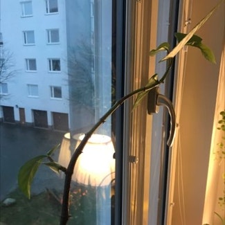 Polka Dot Begonia plant in Stockholm, Stockholms län