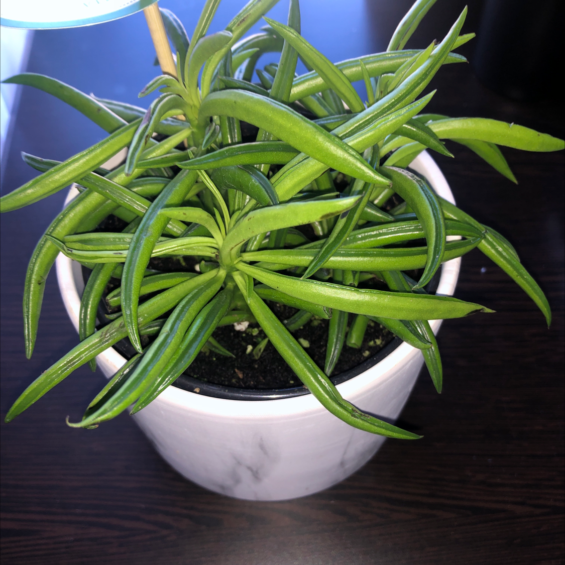 Healthy Pincushion Peperomia plant in a white pot with vibrant green leaves.