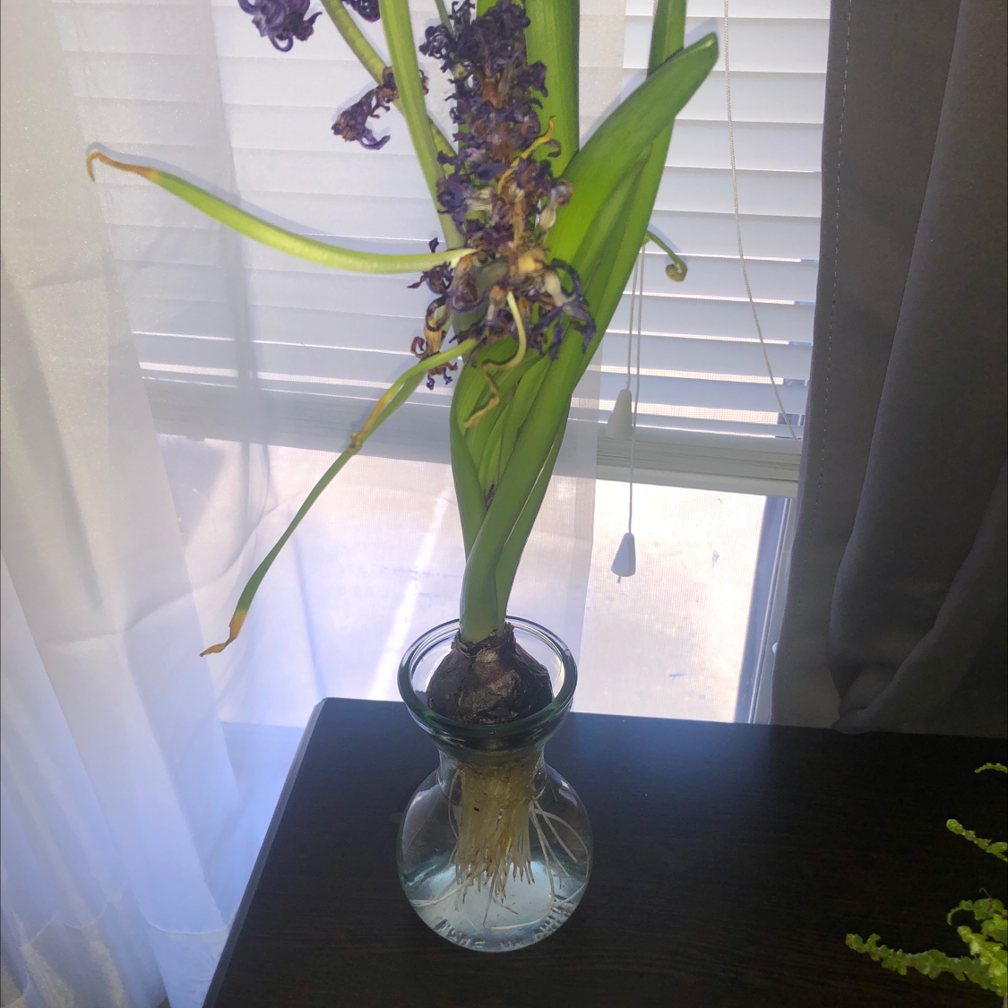Garden Hyacinth plant in a glass container with water, wilted flowers, and green leaves near a window.