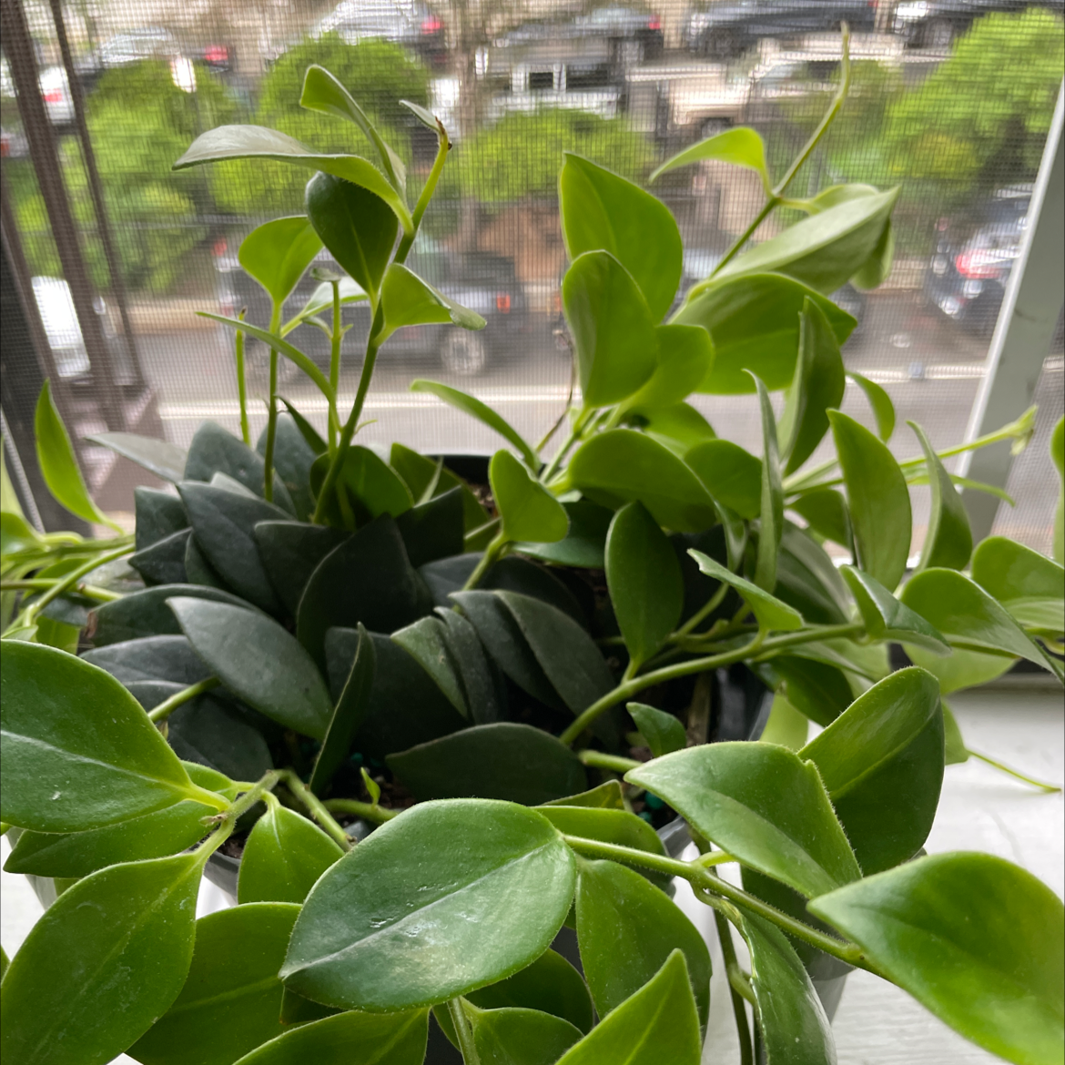 Photo of the plant species Waxplant by @Heidiny named Dewy on Greg, the plant care app