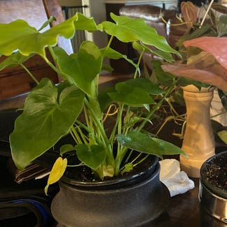 Philodendron 'Hope' plant in Somewhere on Earth