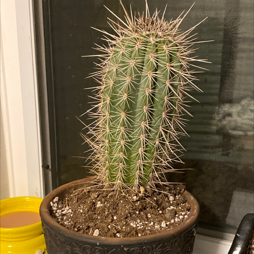 A healthy potted Saguaro cactus with prominent spines and visible soil.