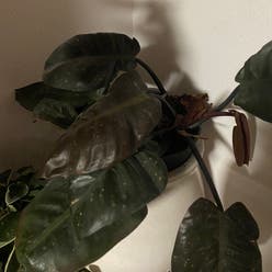Philodendron 'Congo' plant