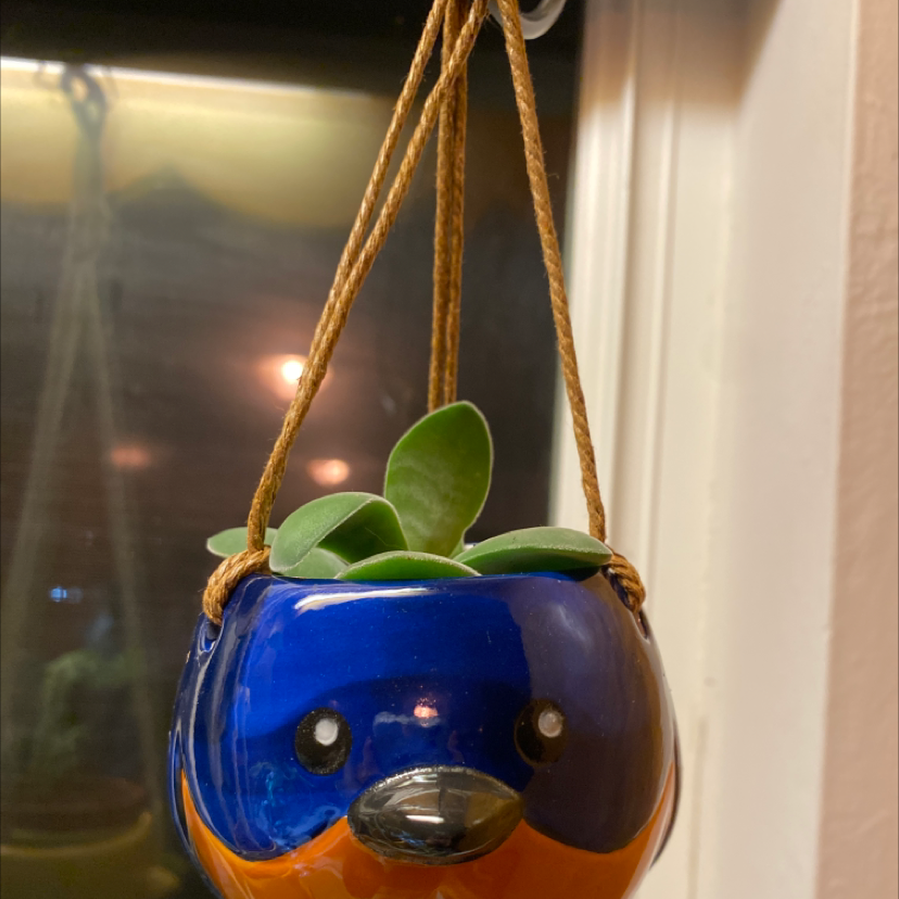 Crassula cotyledonis plant in a decorative bird-shaped hanging pot.