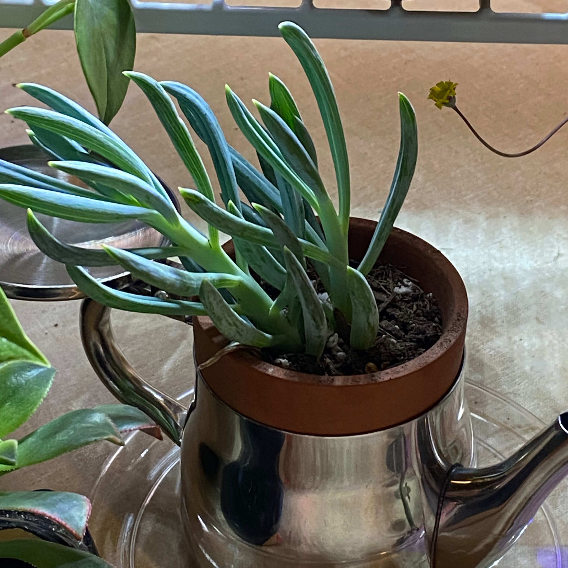 Narrow-Leaf Chalk Sticks plant in a small pot inside a metallic container, healthy and vibrant.