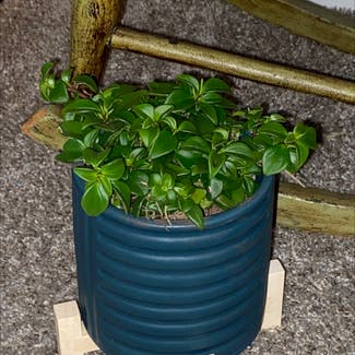 Peperomia trinervula plant in Somewhere on Earth