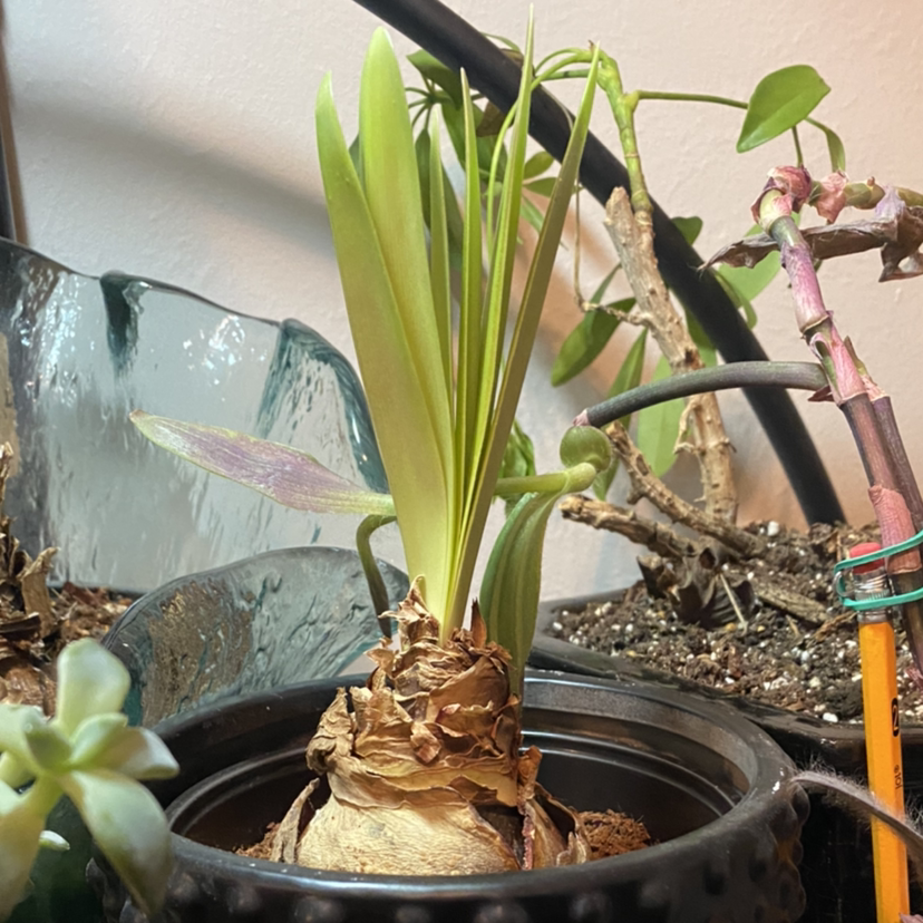 Hippeastrum 'Red Lion' plant in a pot with green leaves and visible soil.
