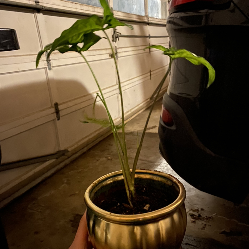 Syngonium 'White Butterfly' plant in a gold pot, placed in a garage.