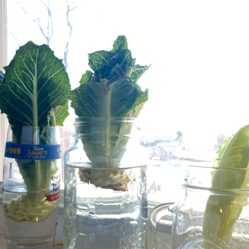Three large heads of green leaf lettuce growing hydroponically in glass jars on a windowsill, slightly out of focus.