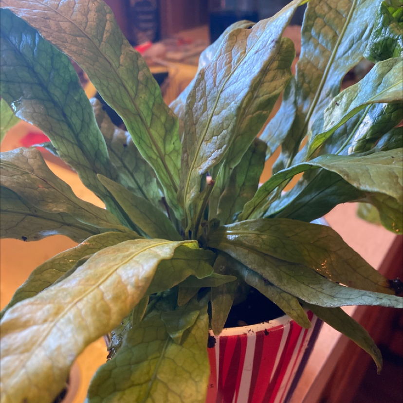 Crocodile Fern in a small pot with yellowing and browning leaves.