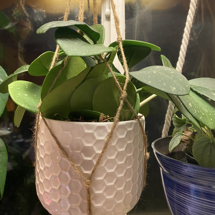 Hoya obovata plant in a white hanging pot with a honeycomb pattern.