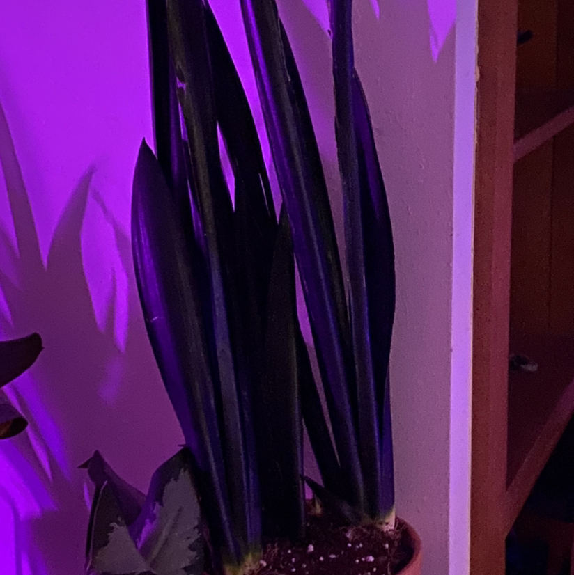 Photo of the plant species Snake Plant Zulu by @fueledbykaty named C sans zulu on Greg, the plant care app
