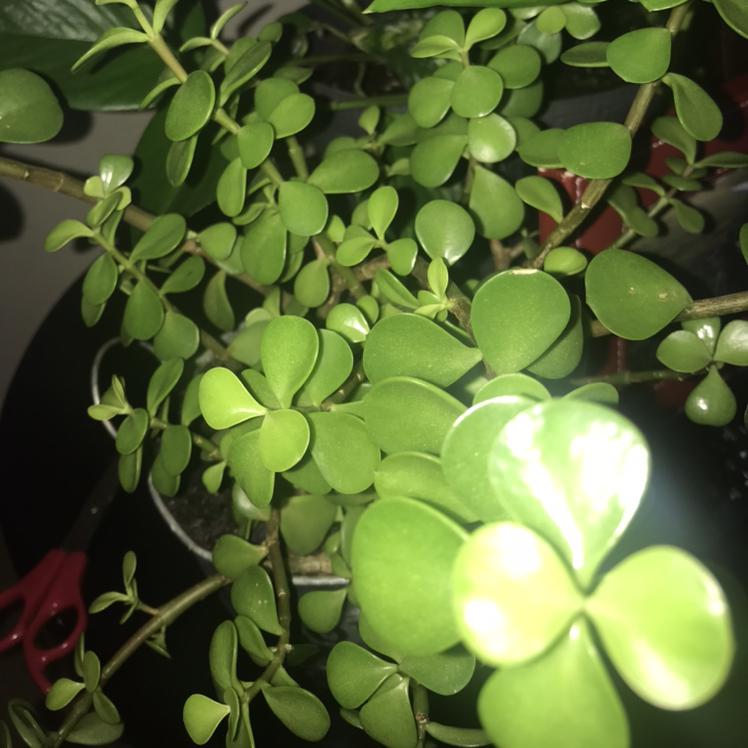Porkbush plant photo by @Jazmine named George on Greg, the plant care app.