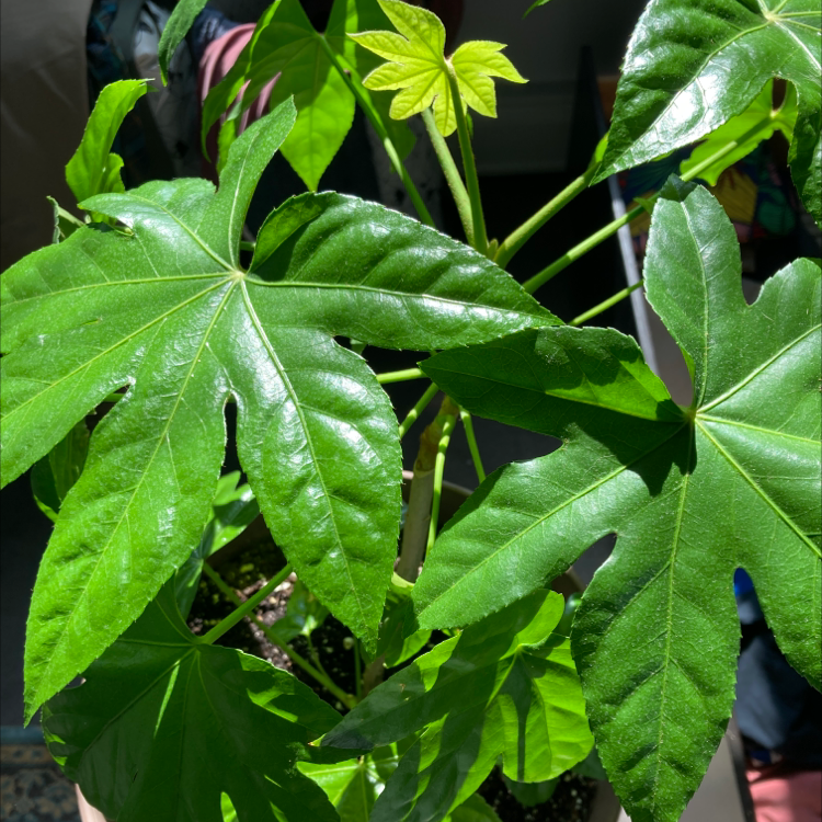 Fatsia plant with large, glossy green leaves. Soil is visible.