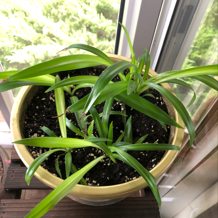 Variegated Spider Plant in a pot near a window, healthy green leaves.