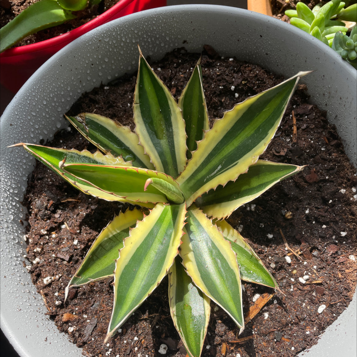 Thorn-Crested Century Plant in a pot with variegated green and yellow leaves.