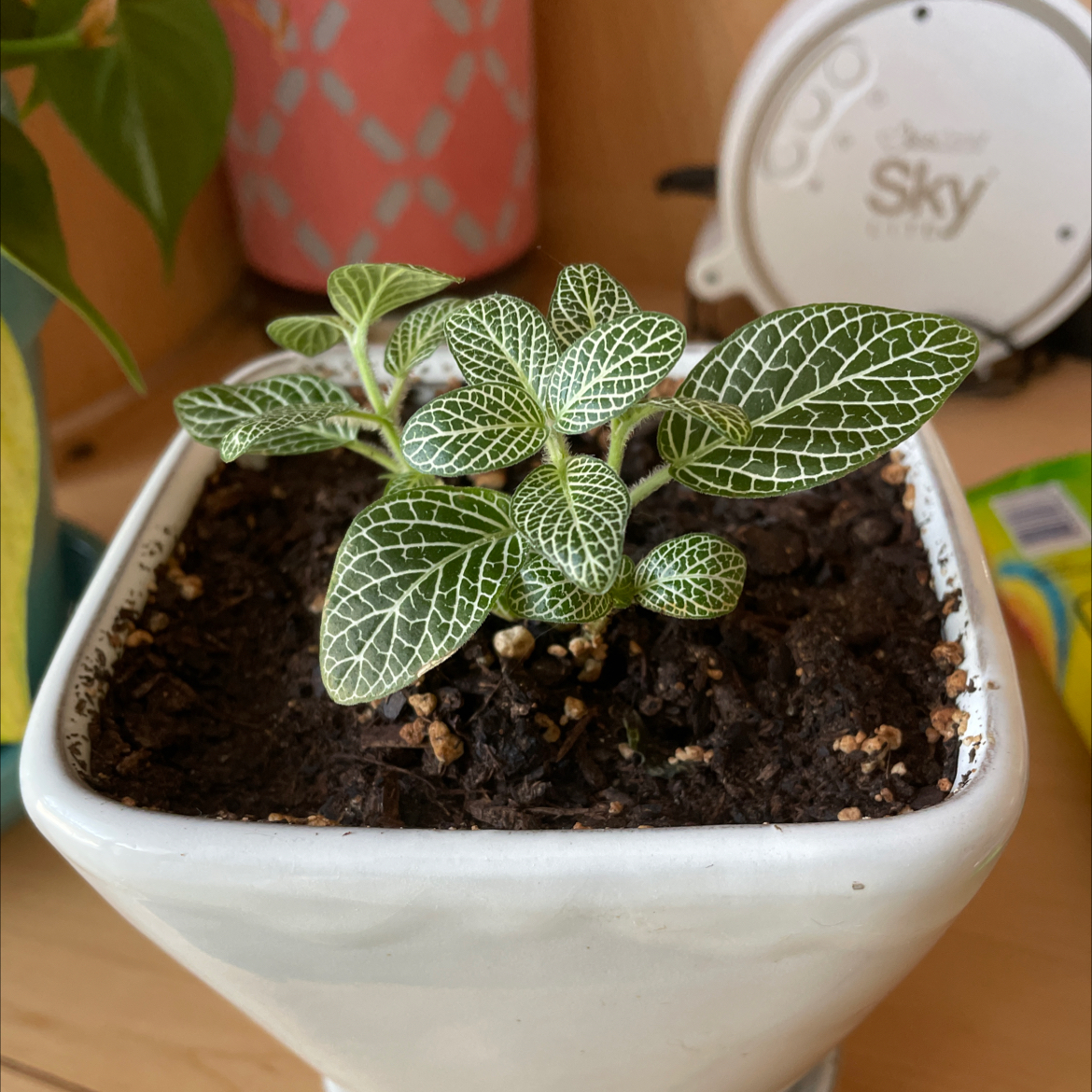 Nerve Plant plant photo by @zoes244 named Aria on Greg, the plant care app.
