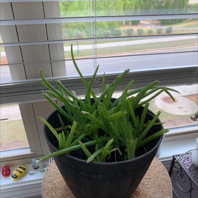 Aloe vera plant photo by @zoes244 named Walt on Greg, the plant care app.