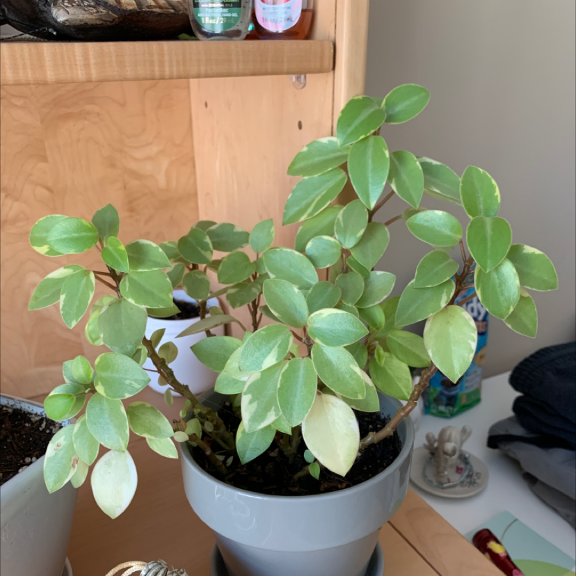 Teardrop Peperomia plant photo by @zoes244 named Homer on Greg, the plant care app.