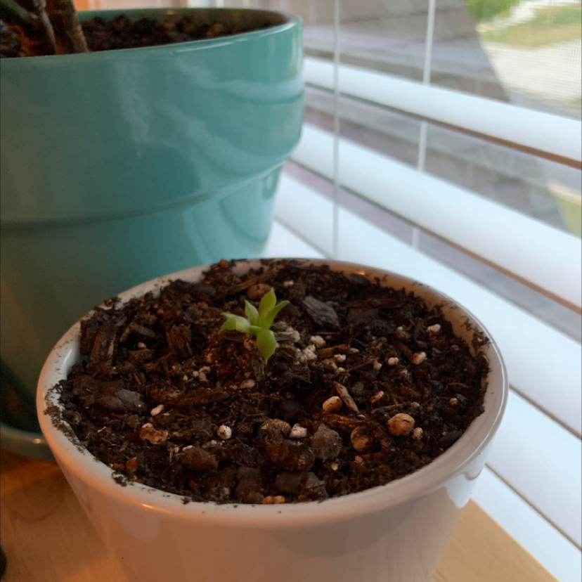Hens and Chicks plant photo by @zoes244 named Apollo on Greg, the plant care app.