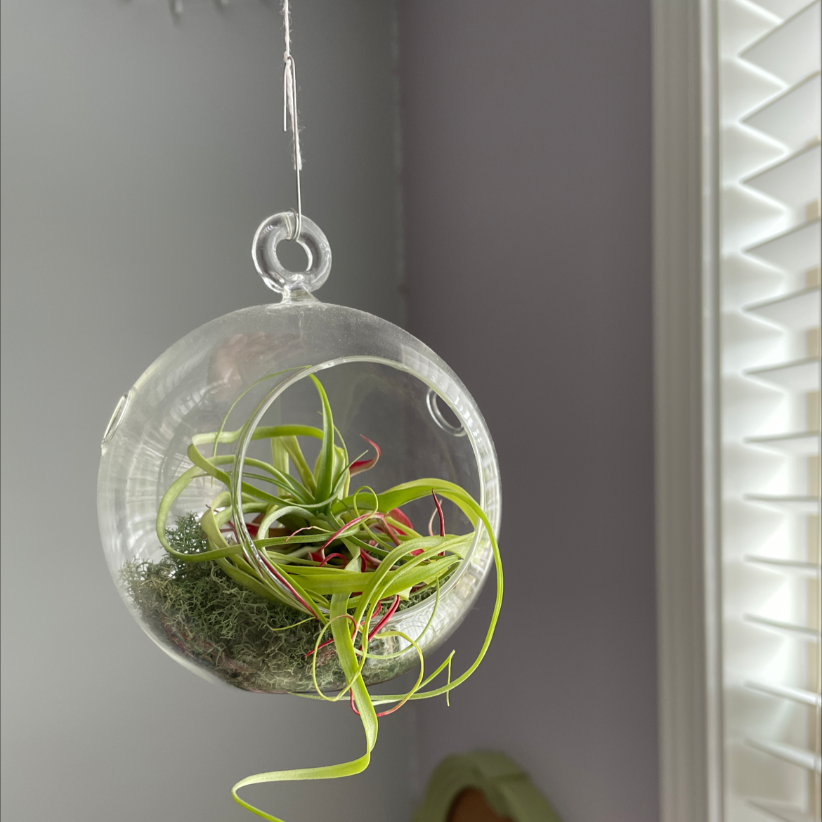 Blushing Bride Air Plant plant photo by @zoes244 named Marley on Greg, the plant care app.