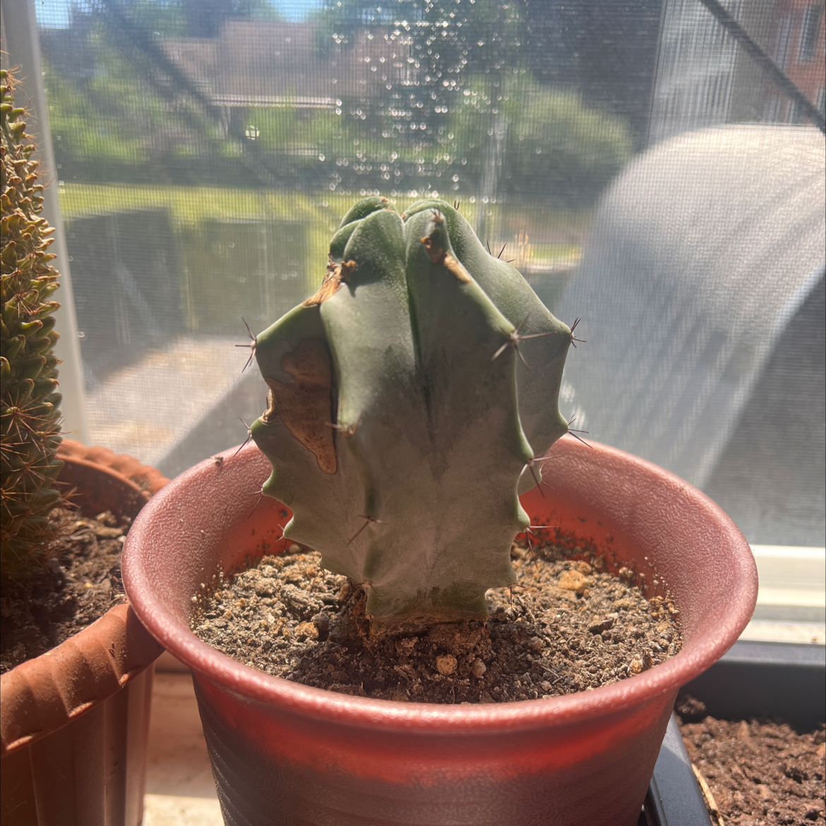 Blue Barrel Cactus in a pot near a window with some browning at the tips.