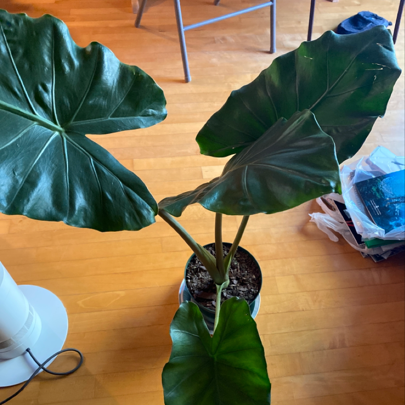 Indoor Taro plant with large green leaves in a pot, well-maintained.