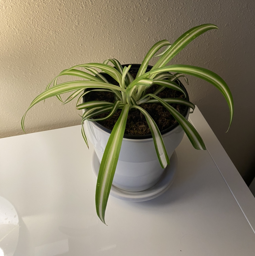 Spider Plant plant photo by @ulabadula named Herb on Greg, the plant care app.